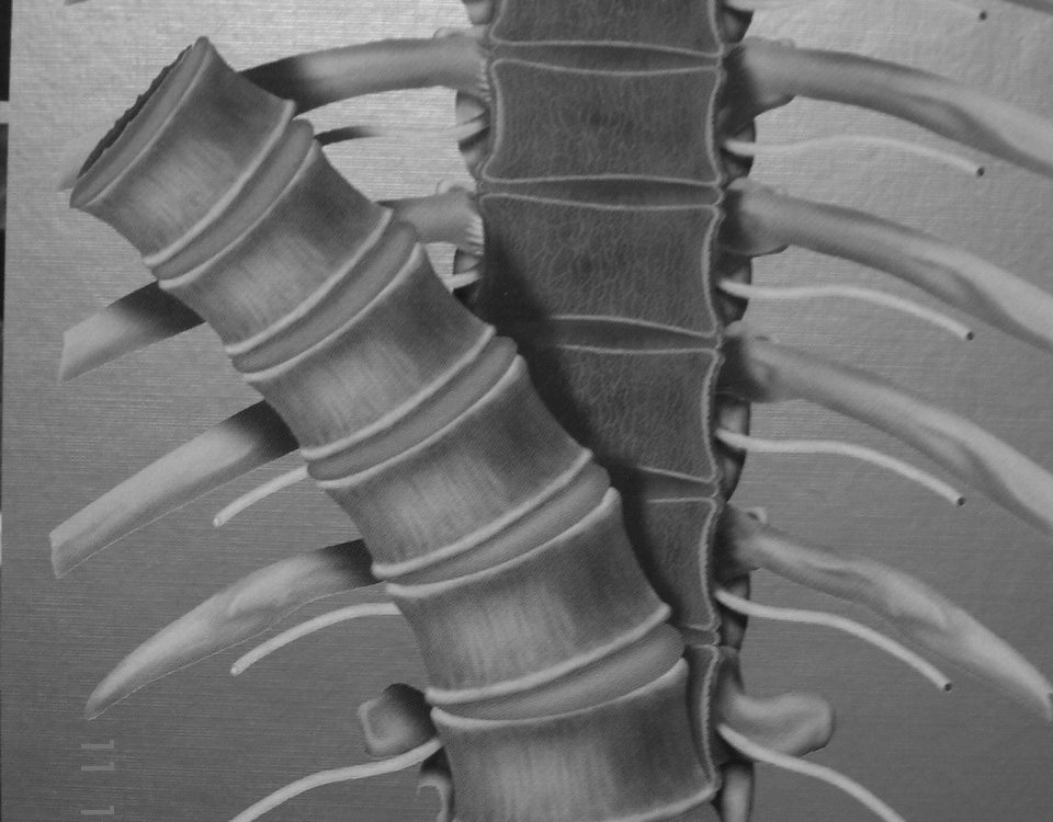 Spine  Anatomy